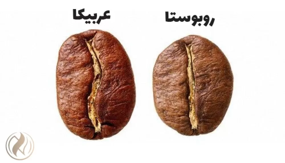 تفاوت قهوه عربیکا و روبوستا